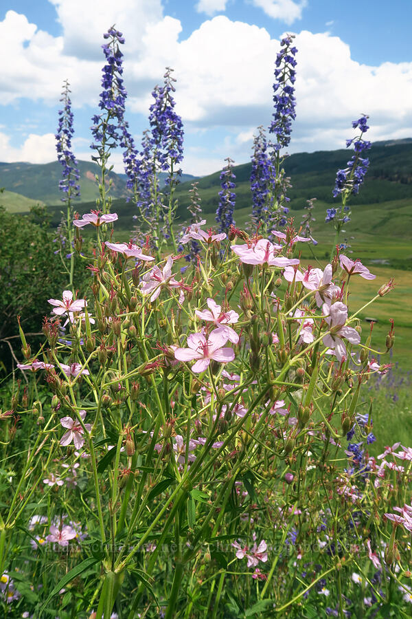geraniums & larkspur (Geranium richardsonii, Delphinium x occidentale (Delphinium barbeyi x Delphinium glaucum)) [East River Trail, Gunnison County, Colorado]