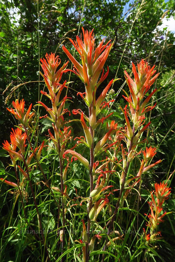 Wyoming paintbrush (Castilleja linariifolia) [East River Trail, Gunnison County, Colorado]
