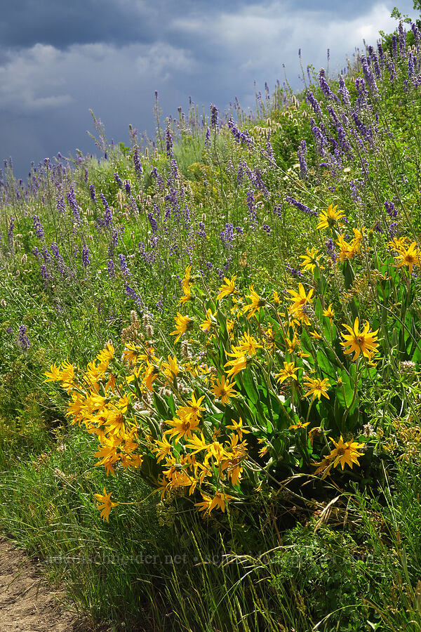 mule's-ears & larkspur (Wyethia amplexicaulis, Delphinium x occidentale (Delphinium barbeyi x Delphinium glaucum)) [East River Trail, Gunnison County, Colorado]