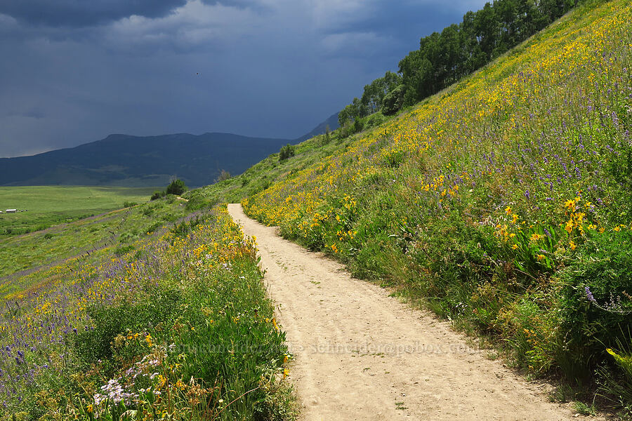 wildflowers (Wyethia amplexicaulis, Delphinium x occidentale (Delphinium barbeyi x Delphinium glaucum), Erigeron speciosus, Agastache urticifolia) [East River Trail, Gunnison County, Colorado]