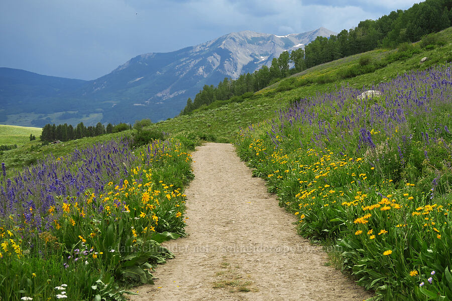 larkspur & mule's-ears (Delphinium x occidentale (Delphinium barbeyi x Delphinium glaucum), Wyethia amplexicaulis) [East River Trail, Gunnison County, Colorado]