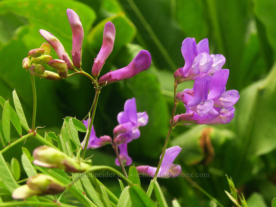American vetch (Vicia americana) [East River Trail, Gunnison County, Colorado]