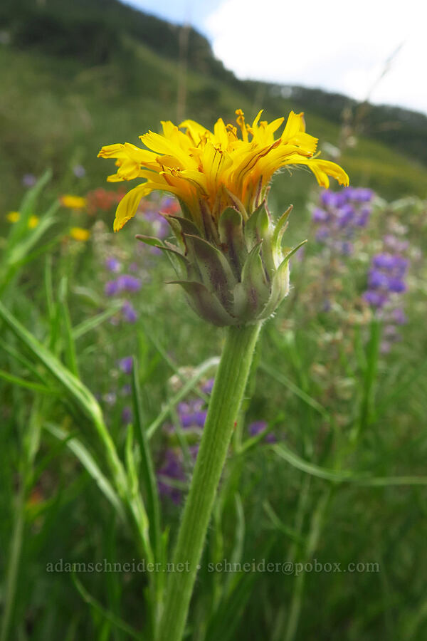 pale agoseris (mountain dandelion) (Agoseris glauca) [East River Trail, Gunnison County, Colorado]