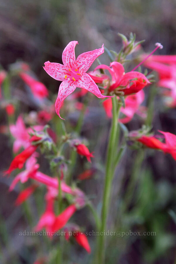 scarlet gilia (Ipomopsis aggregata) [East River Trail, Gunnison County, Colorado]