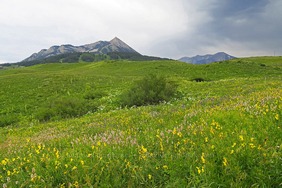 wildflowers, Crested Butte, & Whetstone Mountain (Wyethia amplexicaulis, Agastache urticifolia, Delphinium sp., Frasera speciosa) [Gothic Road, Gunnison National Forest, Gunnison County, Colorado]