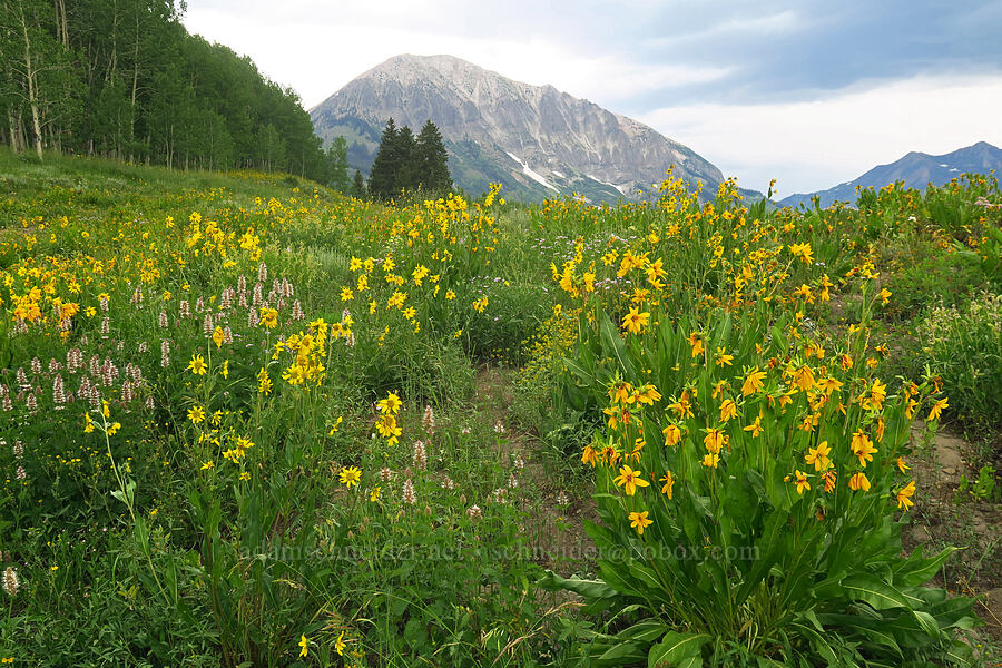 wildflowers & Crested Butte (Wyethia amplexicaulis, Agastache urticifolia, Eriogonum sp., Erigeron speciosus) [Gothic Road, Gunnison National Forest, Gunnison County, Colorado]