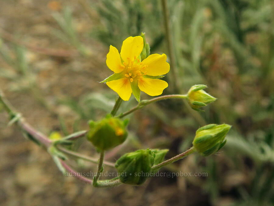 Hippio's (woolly) cinquefoil (Potentilla hippiana) [Gothic Road, Gunnison National Forest, Gunnison County, Colorado]