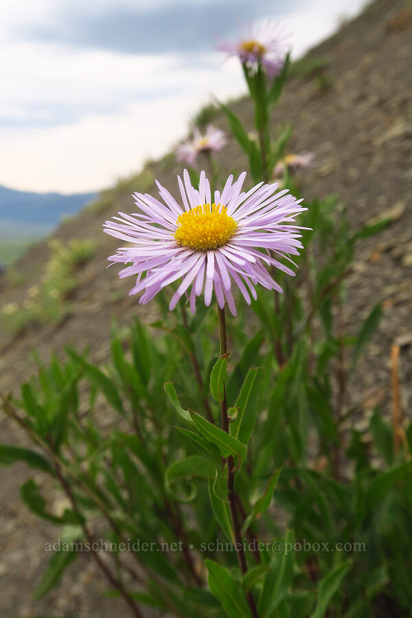 showy fleabane (Erigeron speciosus) [Gothic Road, Gunnison National Forest, Gunnison County, Colorado]