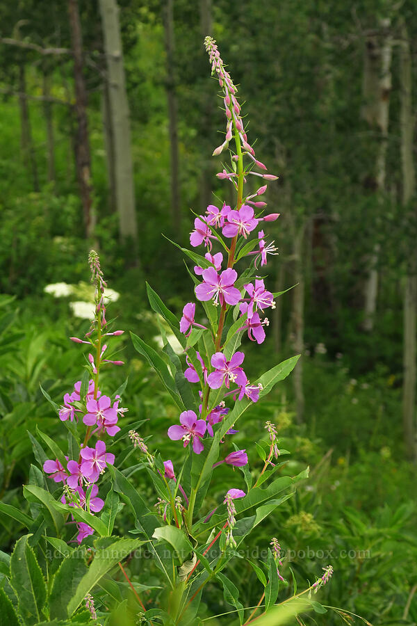 fireweed (Chamerion angustifolium (Chamaenerion angustifolium) (Epilobium angustifolium)) [Gothic Road, Gunnison National Forest, Gunnison County, Colorado]