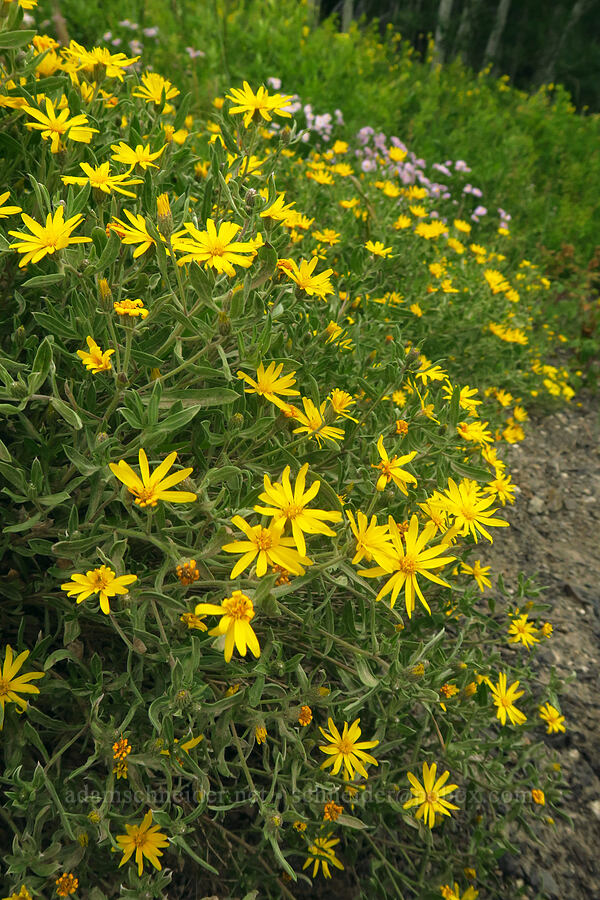 alpine golden-asters (Heterotheca pumila (Heterotheca villosa)) [Gothic Road, Gunnison National Forest, Gunnison County, Colorado]