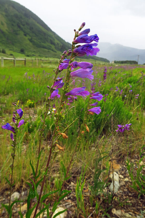 Rocky Mountain penstemon (Penstemon strictus) [Highway 135, Crested Butte, Gunnison County, Colorado]