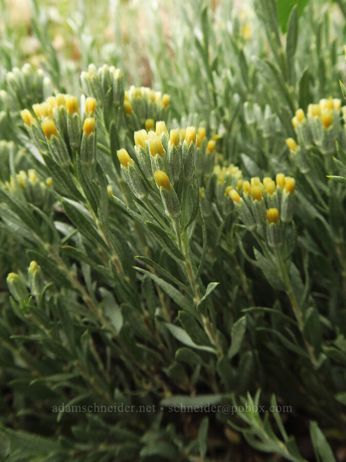 gray horsebrush (Tetradymia canescens) [Highway 135, Almont, Gunnison County, Colorado]