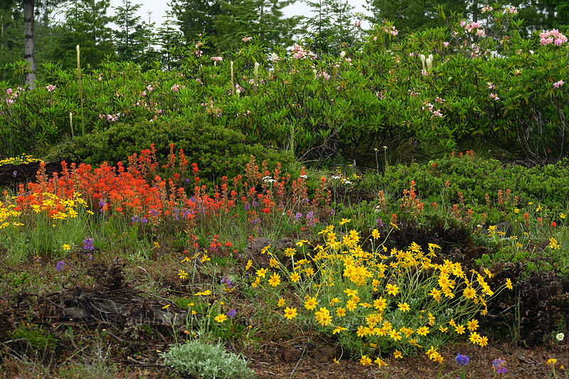 Oregon sunshine, paintbrush, penstemon, beargrass, & rhododendrons (Eriophyllum lanatum, Castilleja sp., Penstemon procerus, Xerophyllum tenax, Rhododendron macrophyllum) [Forest Road 1168, Willamette National Forest, Linn County, Oregon]