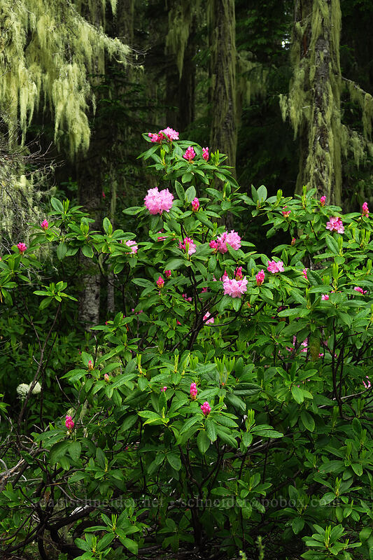 western rhododendrons (Rhododendron macrophyllum) [Forest Road 1168, Willamette National Forest, Linn County, Oregon]