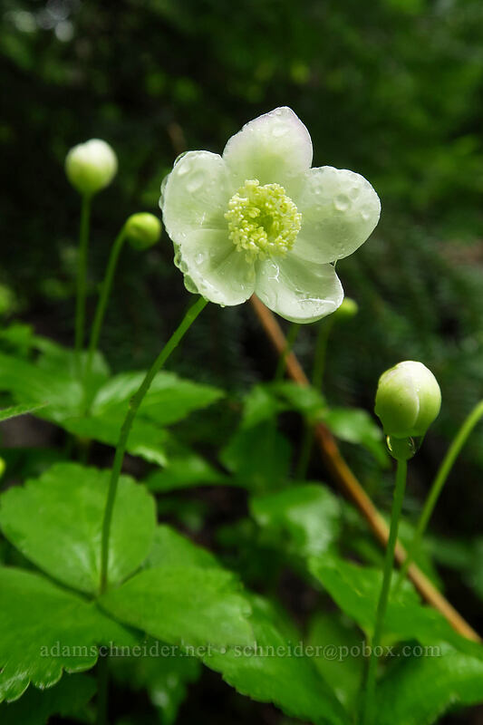 Columbia windflower (Anemone deltoidea (Anemonastrum deltoideum)) [Coffin Mountain Trailhead, Willamette National Forest, Linn County, Oregon]