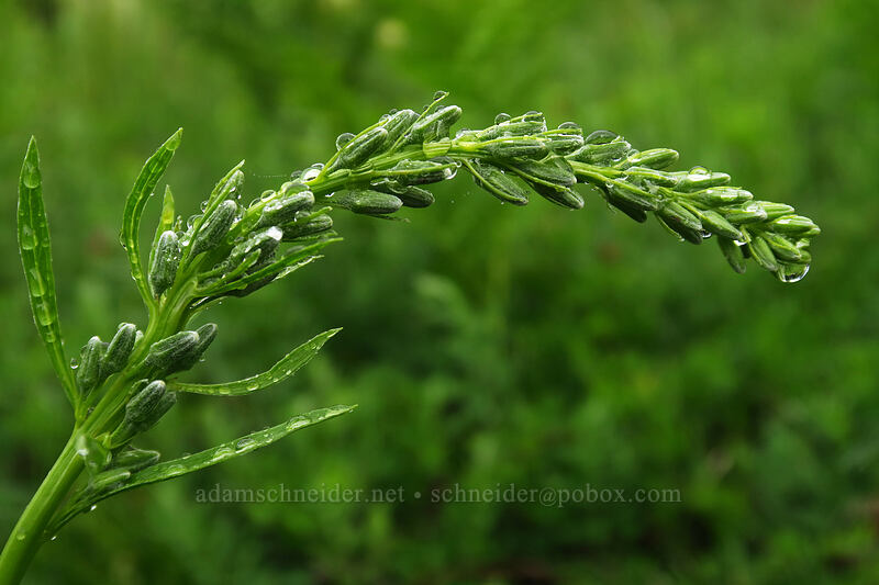 rainiera, budding (Rainiera stricta (Luina stricta)) [Coffin Mountain Lookout Trail, Willamette National Forest, Linn County, Oregon]