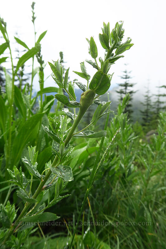 mystery plant [Coffin Mountain Lookout Trail, Willamette National Forest, Linn County, Oregon]