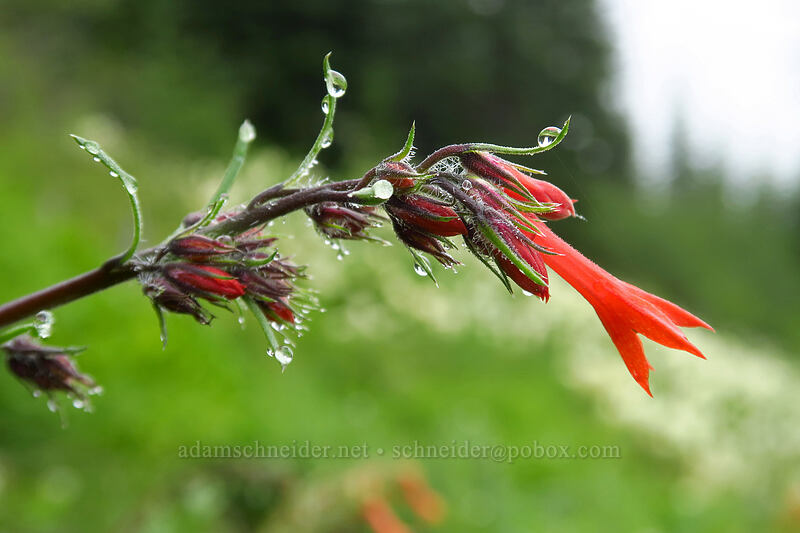 scarlet gilia (Ipomopsis aggregata) [Coffin Mountain Lookout Trail, Willamette National Forest, Linn County, Oregon]
