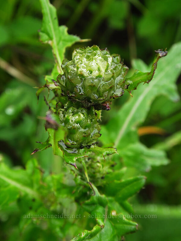fringe-bract thistle, budding (Cirsium remotifolium var. odontolepis) [Coffin Mountain Lookout Trail, Willamette National Forest, Linn County, Oregon]