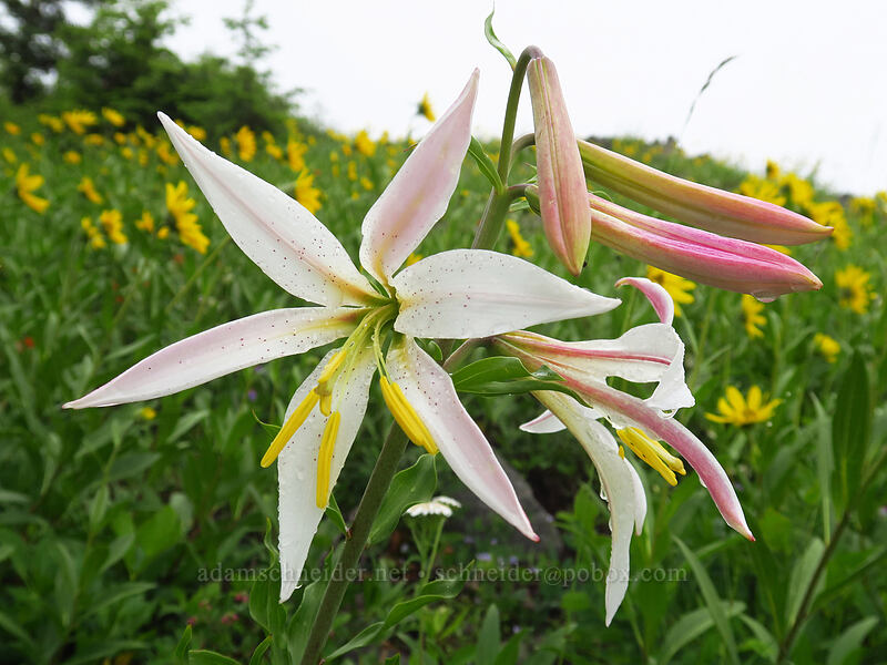 Cascade lily (Washington lily) (Lilium washingtonianum) [Coffin Mountain Lookout Trail, Willamette National Forest, Linn County, Oregon]