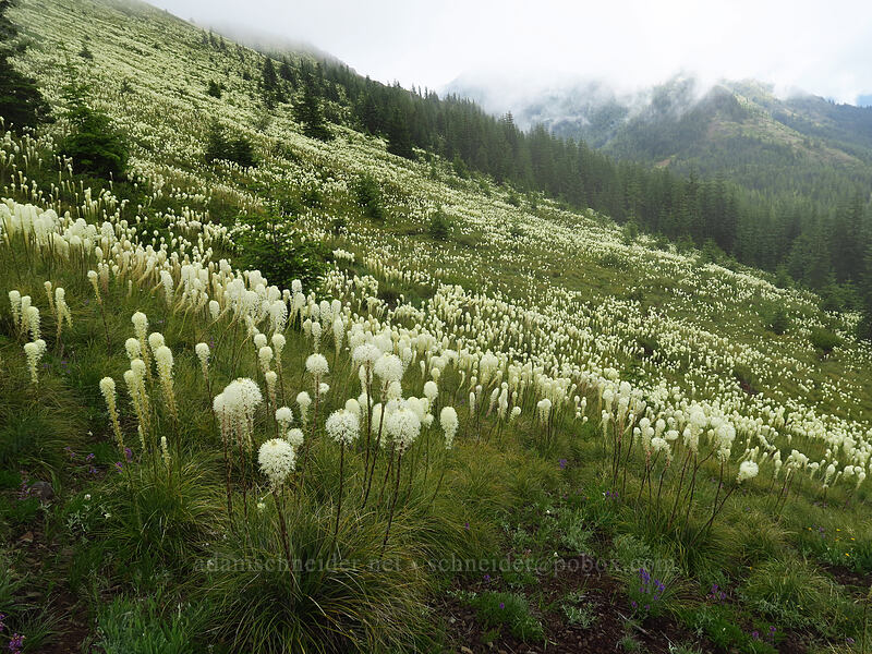 beargrass (Xerophyllum tenax) [Coffin Mountain Lookout Trail, Willamette National Forest, Linn County, Oregon]