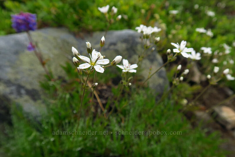 mountain sandwort (Eremogone capillaris (Arenaria capillaris)) [Coffin Mountain Lookout Trail, Willamette National Forest, Linn County, Oregon]