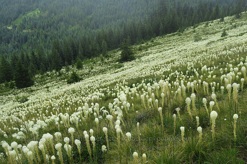 beargrass (Xerophyllum tenax) [Coffin Mountain Lookout Trail, Willamette National Forest, Linn County, Oregon]