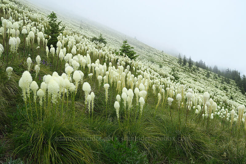 beargrass (Xerophyllum tenax) [Coffin Mountain Lookout Trail, Willamette National Forest, Linn County, Oregon]