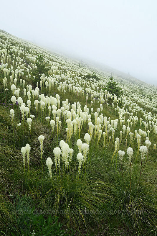 beargrass (Xerophyllum tenax) [Coffin Mountain Lookout Trail, Willamette National Forest, Linn County, Oregon]