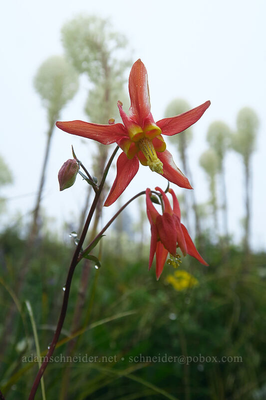 western columbine & beargrass (Aquilegia formosa, Xerophyllum tenax) [Coffin Mountain Lookout Trail, Willamette National Forest, Linn County, Oregon]