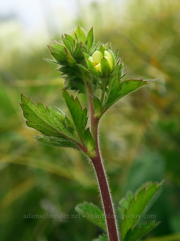 sticky cinquefoil, budding (Drymocallis sp. (Potentilla glandulosa)) [Coffin Mountain Lookout Trail, Willamette National Forest, Linn County, Oregon]