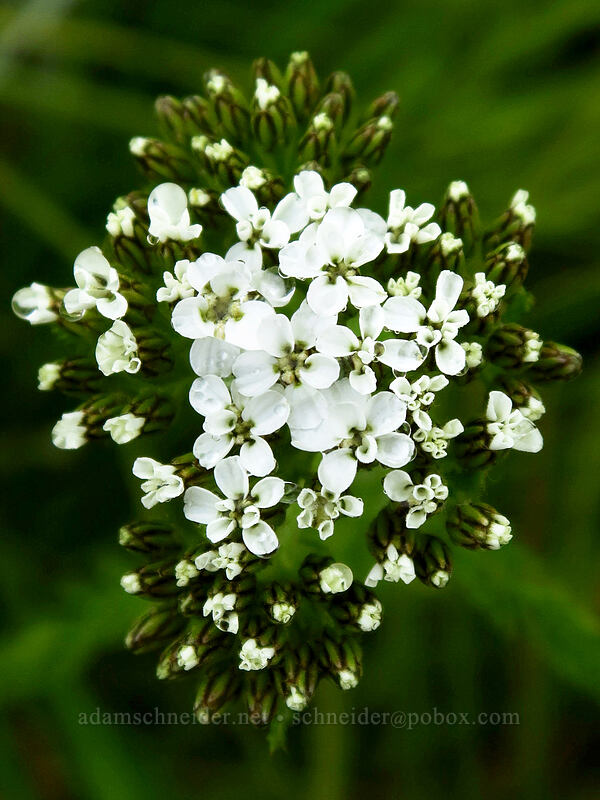 yarrow, budding (Achillea millefolium) [Coffin Mountain Lookout Trail, Willamette National Forest, Linn County, Oregon]