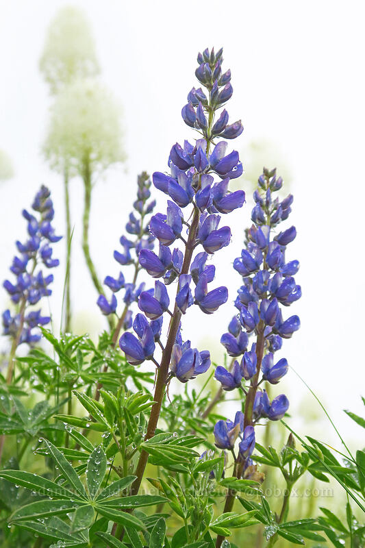 lupines (Lupinus sp.) [Coffin Mountain Lookout Trail, Willamette National Forest, Linn County, Oregon]