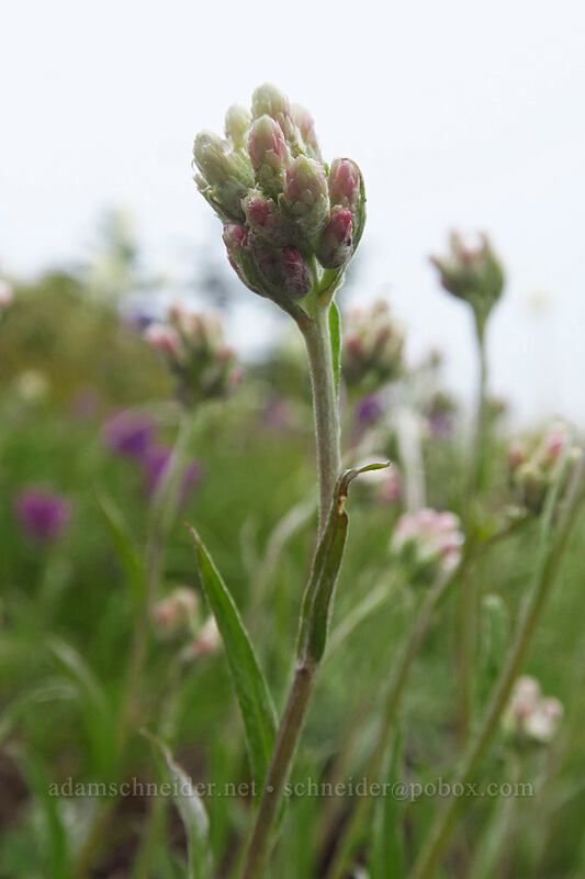 rosy pussy-toes (Antennaria rosea) [Coffin Mountain Lookout Trail, Willamette National Forest, Linn County, Oregon]