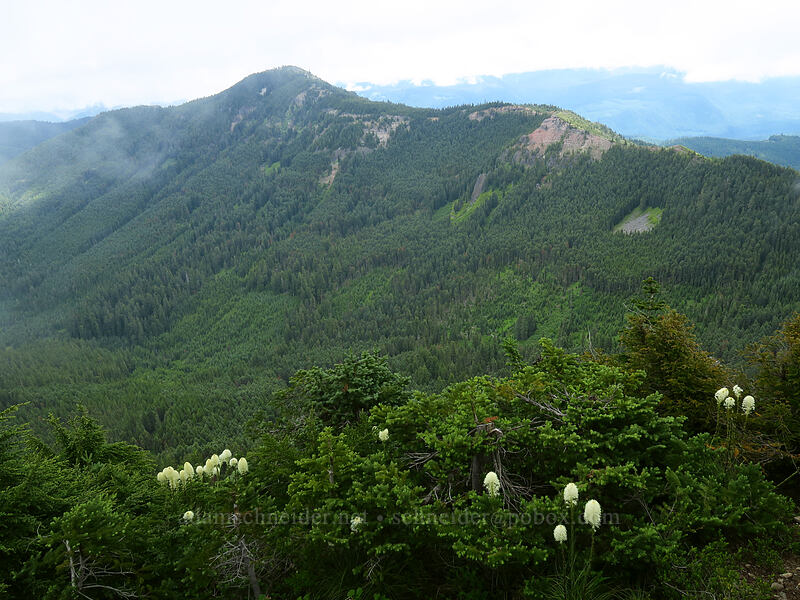 Bachelor Mountain [Coffin Mountain summit, Willamette National Forest, Linn County, Oregon]