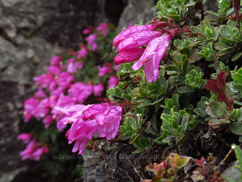 rock penstemon (Penstemon rupicola) [Coffin Mountain summit, Willamette National Forest, Linn County, Oregon]