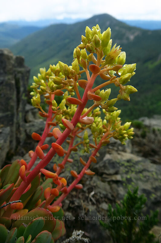 creamy stonecrop (Sedum oregonense) [Coffin Mountain summit, Willamette National Forest, Linn County, Oregon]