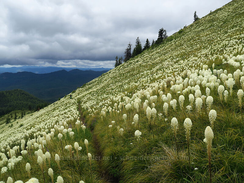beargrass (Xerophyllum tenax) [Coffin Mountain Lookout Trail, Willamette National Forest, Linn County, Oregon]