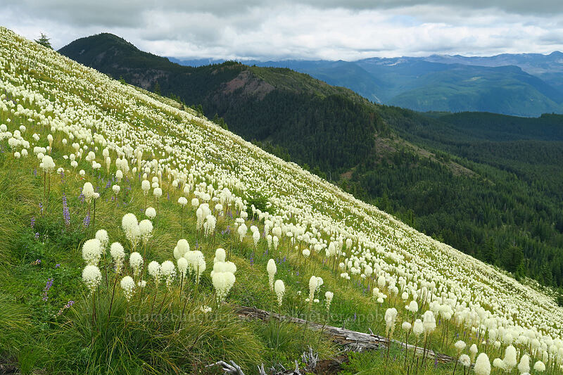 beargrass & Bachelor Mountain (Xerophyllum tenax) [Coffin Mountain Lookout Trail, Willamette National Forest, Linn County, Oregon]