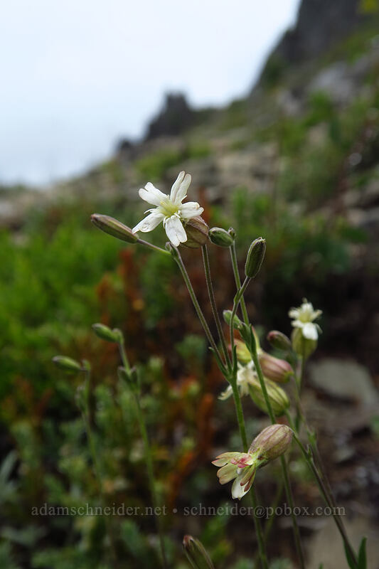 Douglas' catchfly (Silene douglasii) [Coffin Mountain Lookout Trail, Willamette National Forest, Linn County, Oregon]