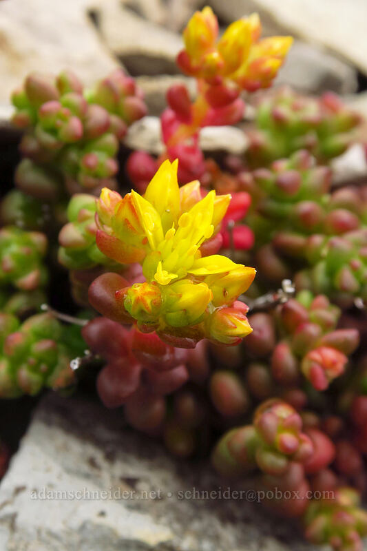 spreading stonecrop (with 4 petals) (Sedum divergens) [Coffin Mountain Lookout Trail, Willamette National Forest, Linn County, Oregon]