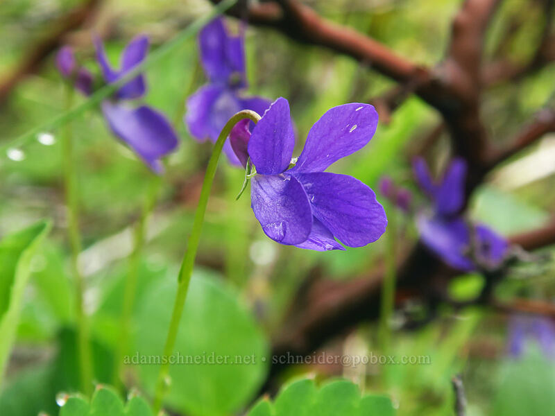 hooked violet (Viola adunca) [Coffin Mountain Lookout Trail, Willamette National Forest, Linn County, Oregon]