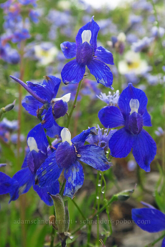 Menzies' larkspur (Delphinium menziesii) [Coffin Mountain Lookout Trail, Willamette National Forest, Linn County, Oregon]
