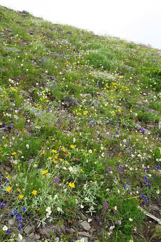 wildflowers (Calochortus subalpinus, Eriophyllum lanatum, Delphinium menziesii, Penstemon procerus, Gilia capitata, Eremogone capillaris (Arenaria capillaris)) [Coffin Mountain Lookout Trail, Willamette National Forest, Linn County, Oregon]