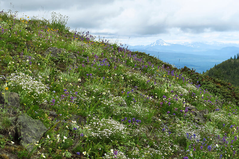wildflowers & mountains (Eremogone capillaris (Arenaria capillaris), Penstemon procerus, Calochortus subalpinus, Eriophyllum lanatum) [Coffin Mountain Lookout Trail, Willamette National Forest, Linn County, Oregon]