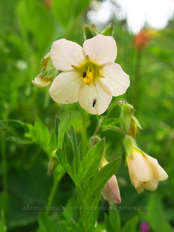Oregon Jacob's-ladder (Polemonium carneum) [Coffin Mountain Lookout Trail, Willamette National Forest, Linn County, Oregon]
