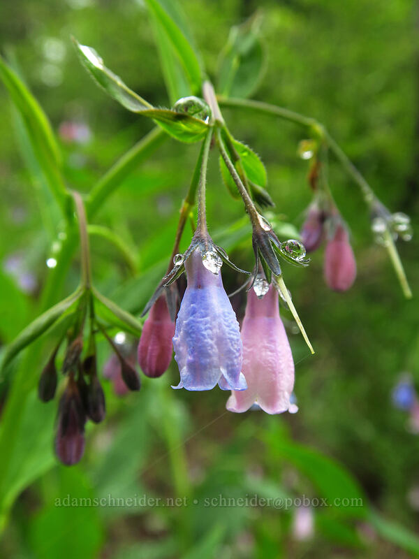 tall bluebells (Mertensia paniculata) [Coffin Mountain Lookout Trail, Willamette National Forest, Linn County, Oregon]