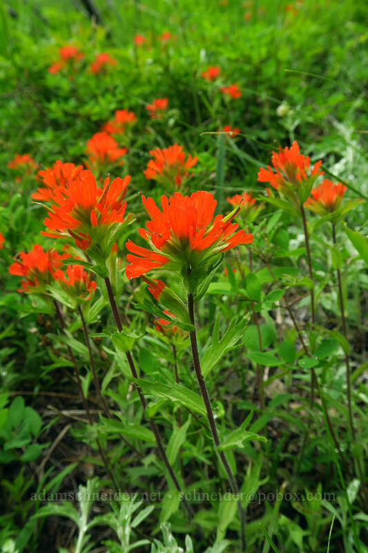 harsh paintbrush (Castilleja hispida) [Coffin Mountain Lookout Trail, Willamette National Forest, Linn County, Oregon]