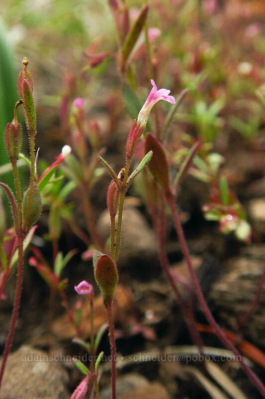 Brewer's monkeyflower (Erythranthe breweri (Mimulus breweri)) [Coffin Mountain Lookout Trail, Willamette National Forest, Linn County, Oregon]