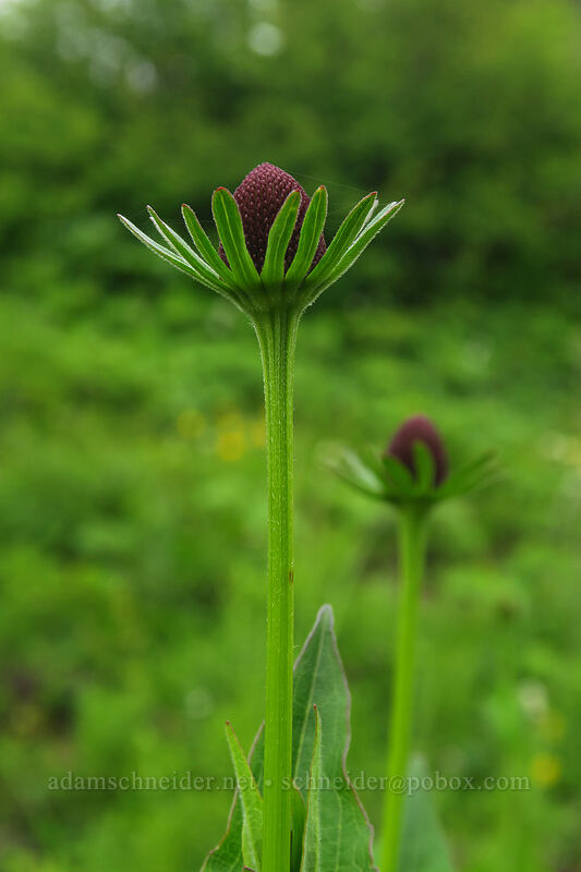 western coneflower (Rudbeckia occidentalis) [Coffin Mountain Lookout Trail, Willamette National Forest, Linn County, Oregon]